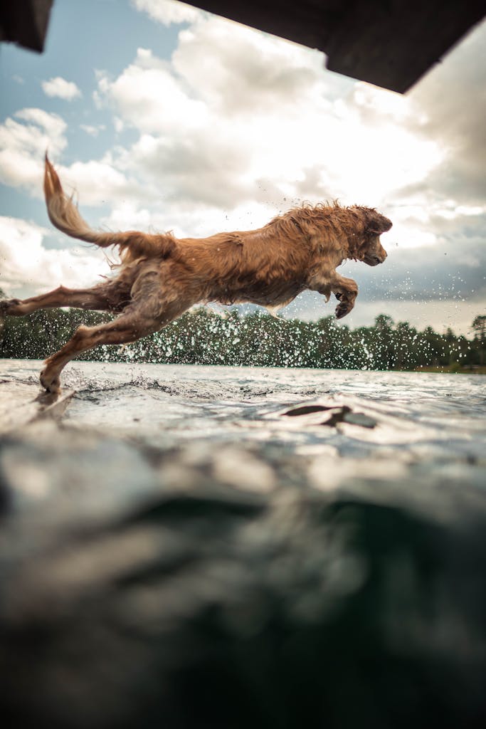 A golden retriever energetically jumps into a lake, creating dynamic water splashes in a natural outdoor setting.