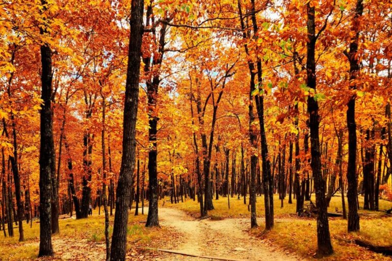 Beautiful fall colors